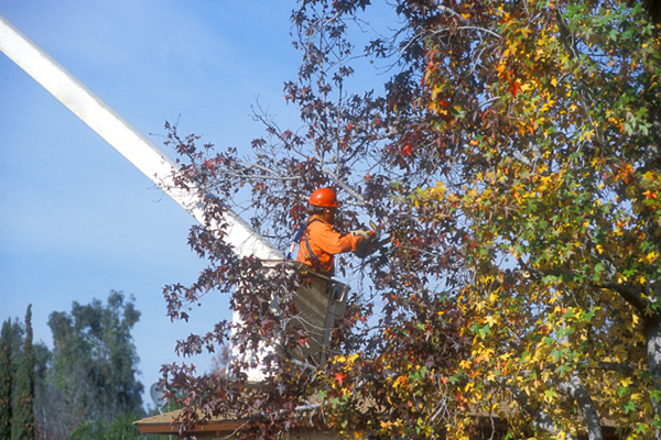 Tree Work